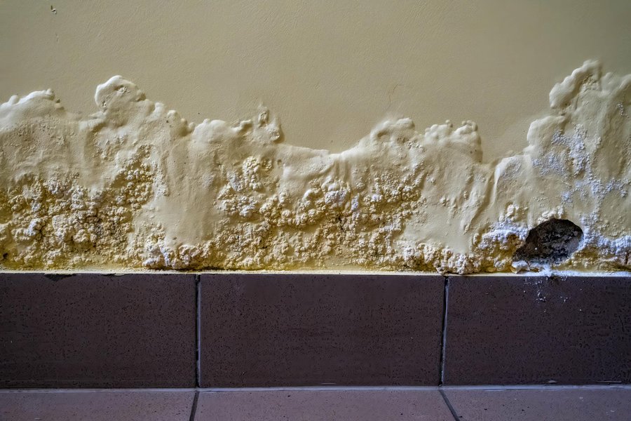 Damp and Waterproofing
