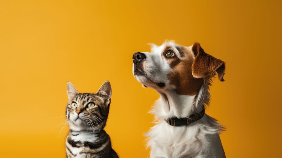 Pet Photography